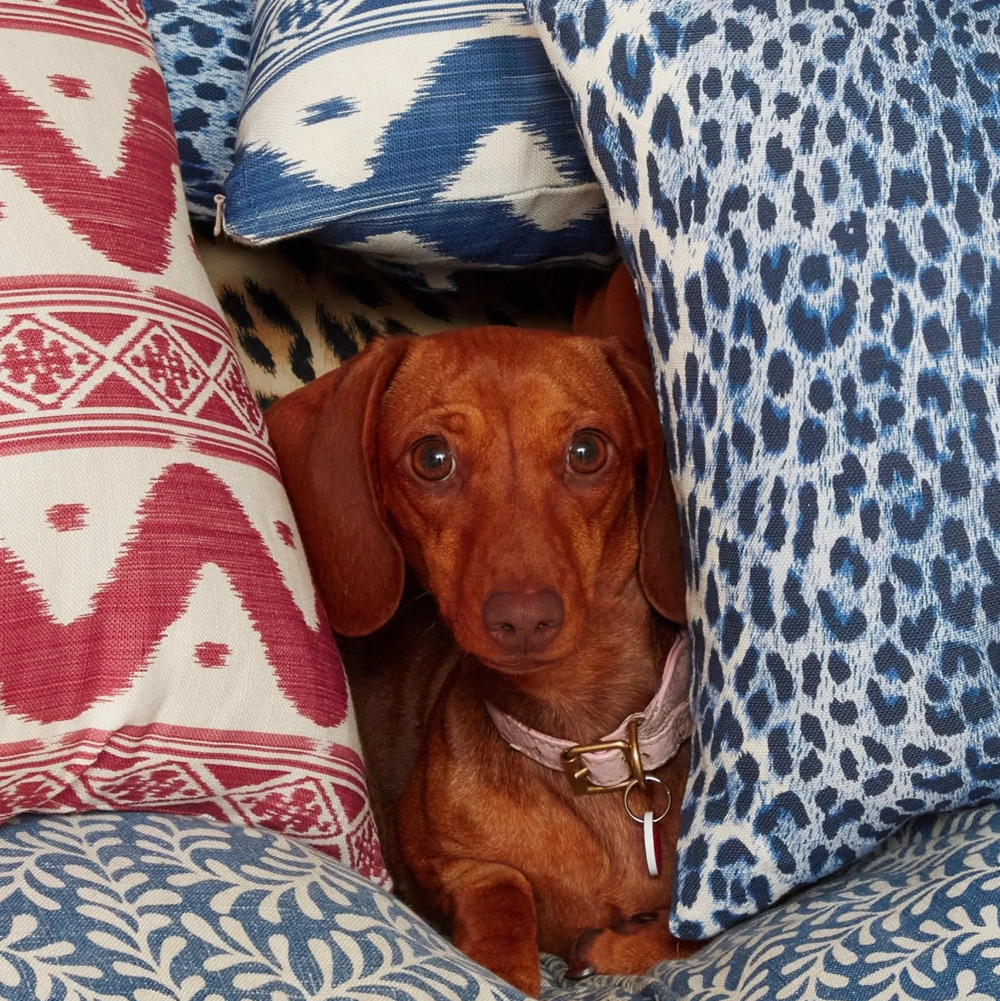 Cobalt Blue Leopard Fabric|Mrs. Alice Clearance